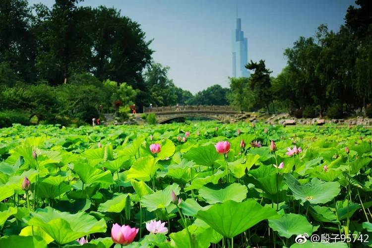 南京赏荷哪里好?南京龙潭水一方收费吗-图3 南京赏荷哪里好?南京龙潭水一方收费吗-图3