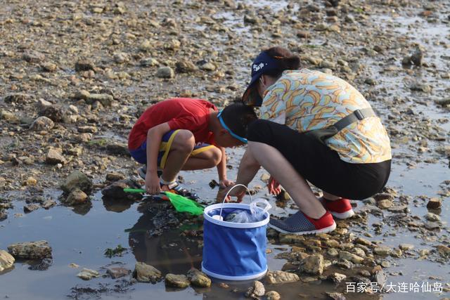 哈仙岛赶海最佳地点?大连哈仙岛赶海收费吗-图2 哈仙岛赶海最佳地点?大连哈仙岛赶海收费吗-图2