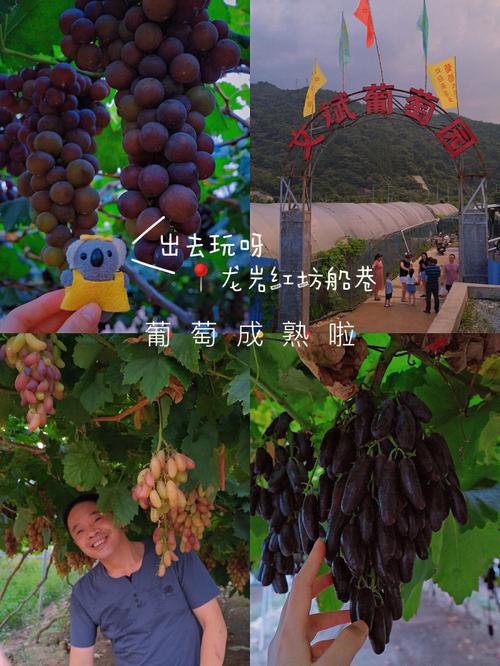 大连八角山起点？北峰摘葡萄怎么收费