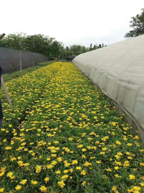 菊花最怕的肥料?合肥菊上收费-图3 菊花最怕的肥料?合肥菊上收费-图3