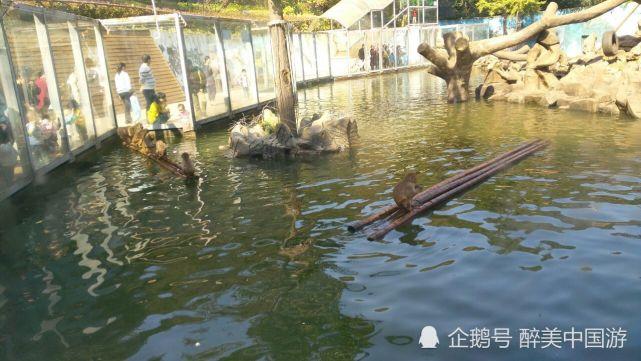 红山动物园有什么游乐项目？红山动物园两栖馆收费