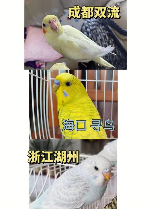 湖州长兴哪里有卖鸟的地方啊?湖州鸟之家收费-图1 湖州长兴哪里有卖鸟的地方啊?湖州鸟之家收费-图1