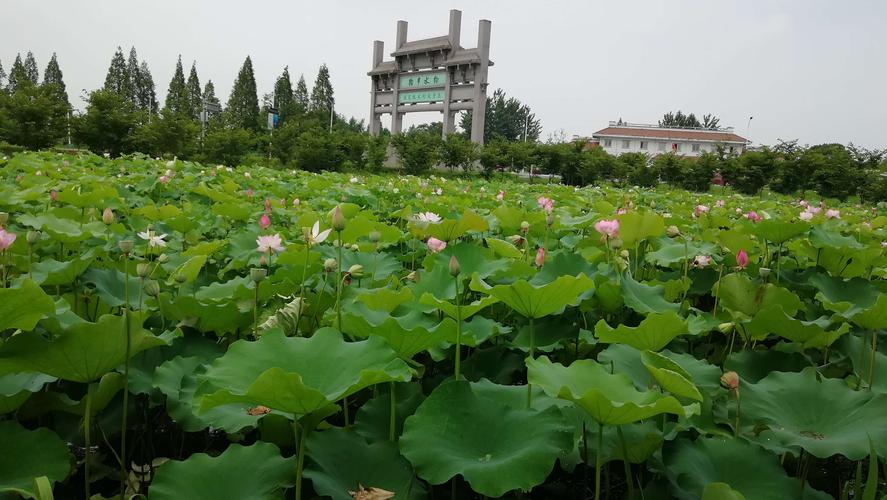陶辛水韵最佳观赏时间？陶辛水韵旅游景区收费