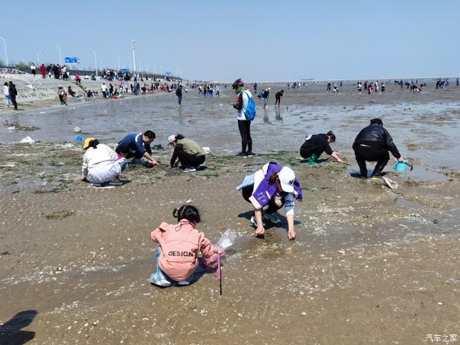 天津现在能赶海吗？天津赶海拾贝收费标准-图3