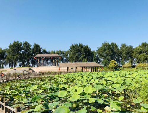 铁岭莲花湿地全程多少公里?铁岭莲花湖收费吗-图2 铁岭莲花湿地全程多少公里?铁岭莲花湖收费吗-图2