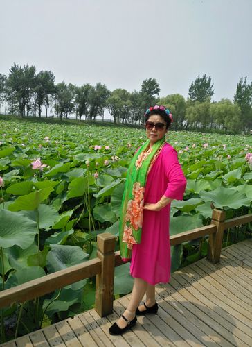 铁岭莲花湿地全程多少公里?铁岭莲花湖收费吗-图3 铁岭莲花湿地全程多少公里?铁岭莲花湖收费吗-图3
