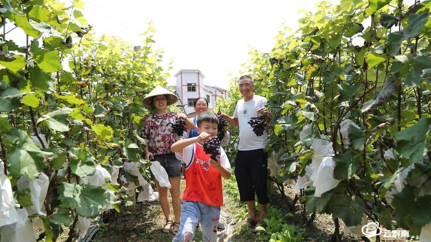 想去句容葡萄采摘怎么自驾?句容葡萄节怎么收费-图2 想去句容葡萄采摘怎么自驾?句容葡萄节怎么收费-图2