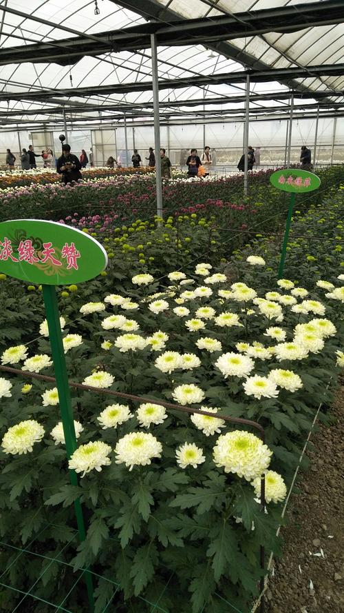 湖熟菊花展停车场哪个方便？农展馆停车收费吗