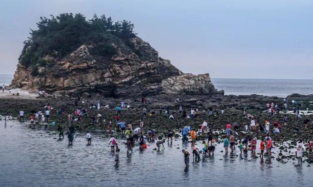 威海带孩子赶海最佳景点?乳山的南黄岛收费吗-图3 威海带孩子赶海最佳景点?乳山的南黄岛收费吗-图3