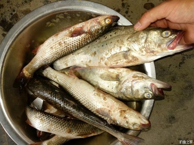 沙蚕钓鲈鱼是钓半水吗？兴凯湖野钓收费吗