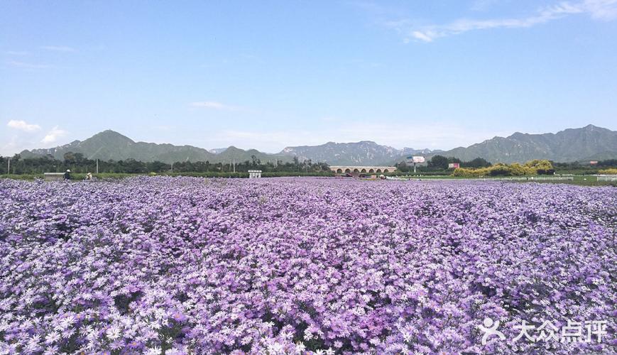 北京哪里有花海看啊？昌平的花海收费吗-图3