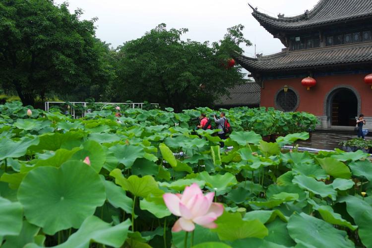 2023华岩寺荷花开了吗？华岩荷花收费吗