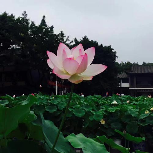 2023华岩寺荷花开了吗?华岩荷花收费吗-图2 2023华岩寺荷花开了吗?华岩荷花收费吗-图2