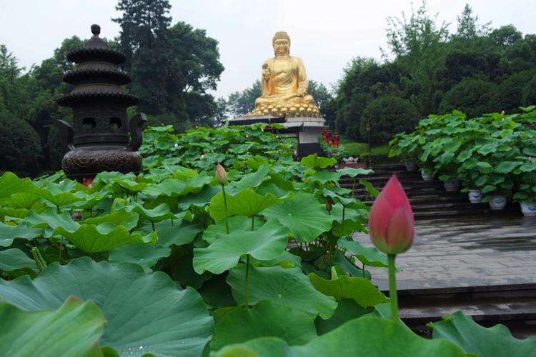 2023华岩寺荷花开了吗?华岩荷花收费吗-图3 2023华岩寺荷花开了吗?华岩荷花收费吗-图3