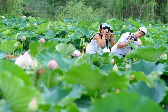 金堂赏荷花最佳地？金堂荷花乐园收费吗