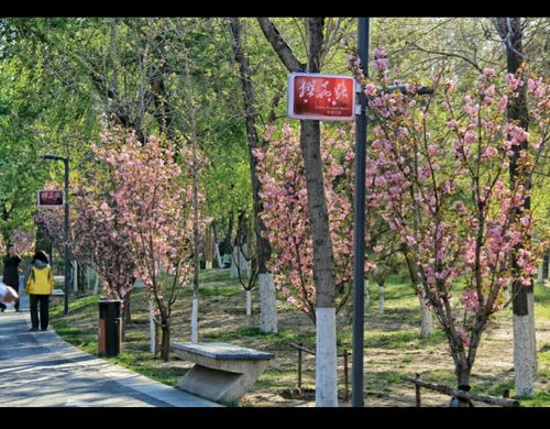 长白岛森林公园樱花园用门票吗?免费景点比收费的-图1 长白岛森林公园樱花园用门票吗?免费景点比收费的-图1