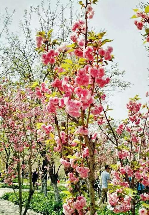 长白岛森林公园樱花园用门票吗?免费景点比收费的-图2 长白岛森林公园樱花园用门票吗?免费景点比收费的-图2
