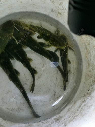 仁怀哪些地方可以钓黄辣丁?贵溪收费钓鱼-图2 仁怀哪些地方可以钓黄辣丁?贵溪收费钓鱼-图2