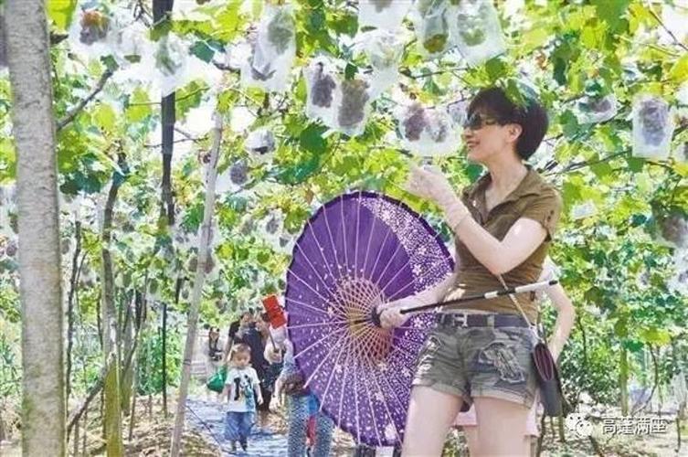 江门江海区有什么好玩的地方？江门礼乐葡萄园收费