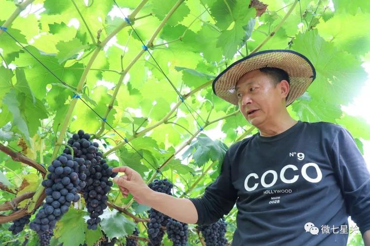 昆明哪里可以摘葡萄？阿拉收费站电话