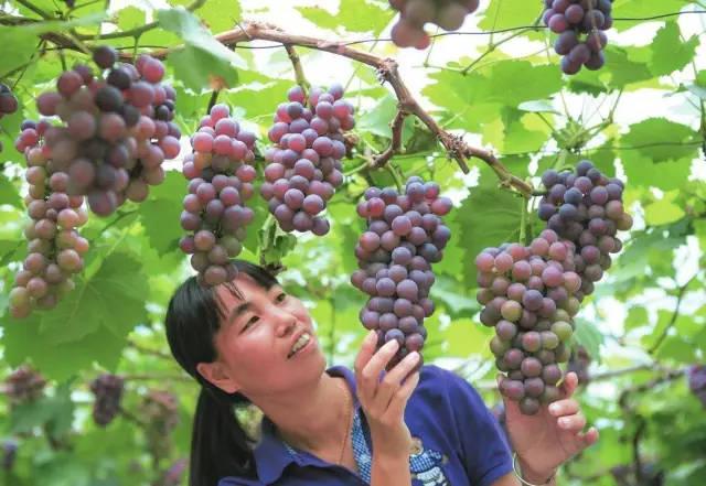 昆明哪里可以摘葡萄？阿拉收费站电话-图2