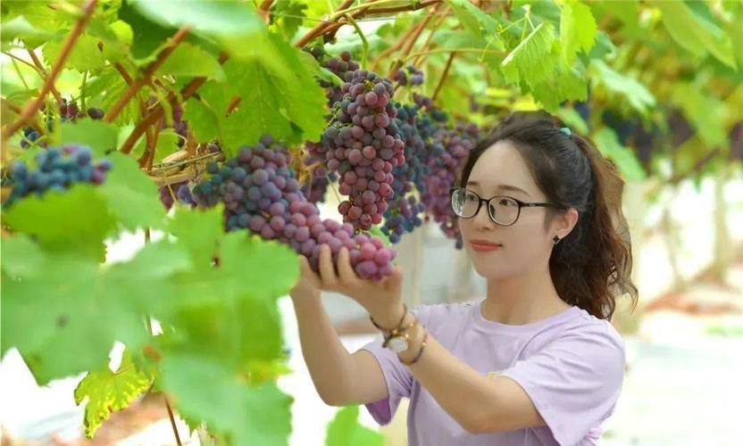 昆明哪里可以摘葡萄？阿拉收费站电话-图3