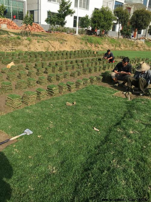一般草皮多少钱一平方？草暖停车场 收费