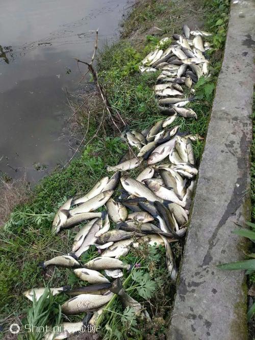 北仑哪里有钓鱼的鱼塘,最好是鱼多点的地方。兄弟们帮帮忙,急?北仑收费的鱼塘-图3 北仑哪里有钓鱼的鱼塘,最好是鱼多点的地方。兄弟们帮帮忙,急?北仑收费的鱼塘-图3