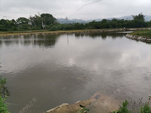 北仑哪里可以钓鱼呢?北仑有收费鱼塘-图3 北仑哪里可以钓鱼呢?北仑有收费鱼塘-图3
