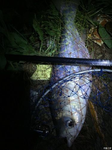 邯郸夜钓最好的地方?邯郸哪钓鱼不收费-图3 邯郸夜钓最好的地方?邯郸哪钓鱼不收费-图3