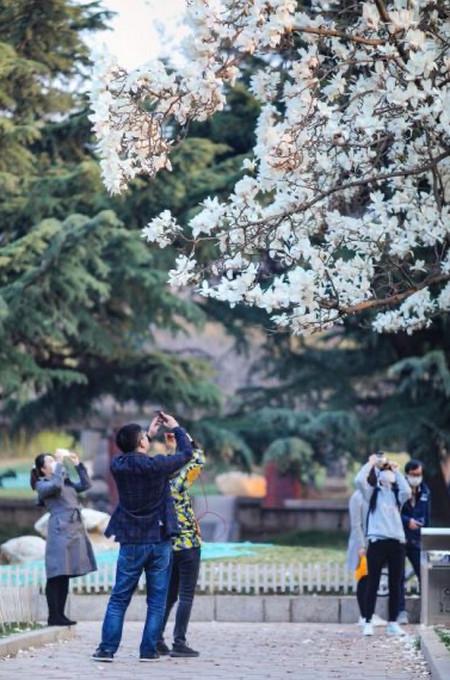 劳动公园樱花开了吗？横山寺公园收费吗