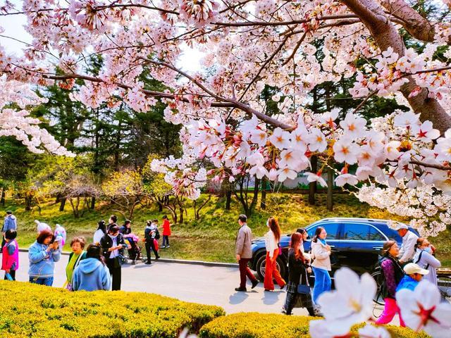 劳动公园樱花开了吗?横山寺公园收费吗-图2 劳动公园樱花开了吗?横山寺公园收费吗-图2