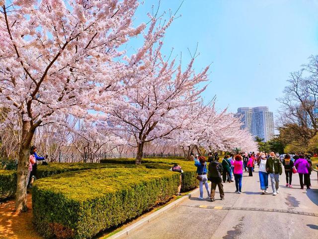劳动公园樱花开了吗?横山寺公园收费吗-图3 劳动公园樱花开了吗?横山寺公园收费吗-图3