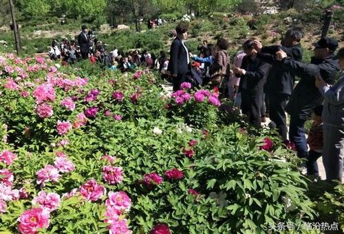 2023年赵城牡丹园开放时间?临汾牡丹园 收费吗-图3 2023年赵城牡丹园开放时间?临汾牡丹园 收费吗-图3