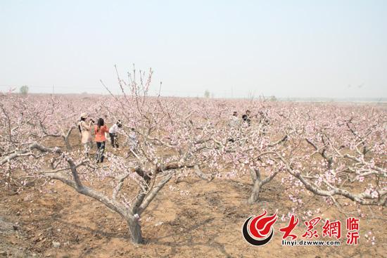 2023年临沂李官桃花节是哪一天？临沂李官桃花节收费