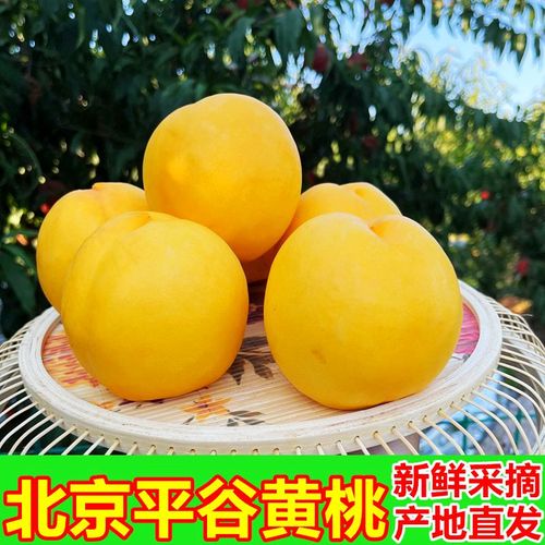 平谷黄桃几月最好吃？平谷桃采摘怎么收费的