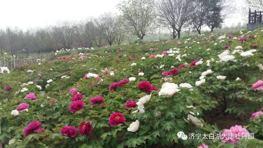 济宁2023北湖牡丹园开放时间?济宁牡丹园收费吗-图2 济宁2023北湖牡丹园开放时间?济宁牡丹园收费吗-图2
