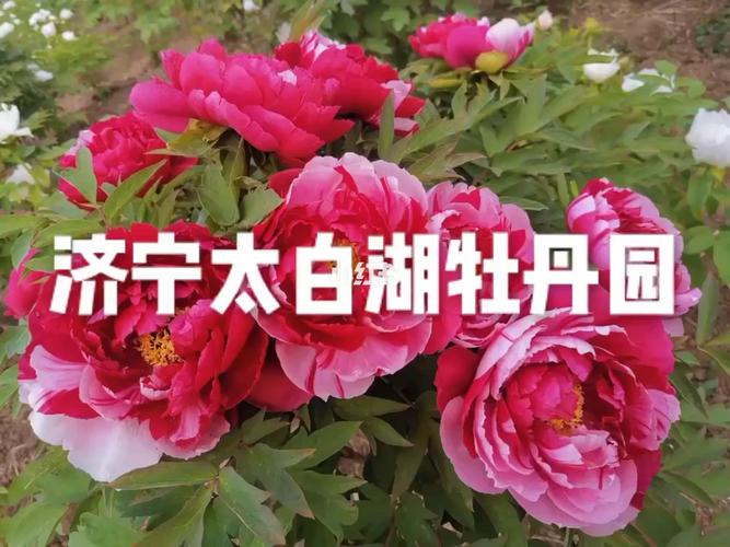 济宁2023北湖牡丹园开放时间?济宁牡丹园收费吗-图3 济宁2023北湖牡丹园开放时间?济宁牡丹园收费吗-图3
