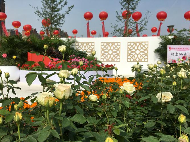 南阳月季园菊花展什么时候开始?南阳月季展2017收费-图2 南阳月季园菊花展什么时候开始?南阳月季展2017收费-图2