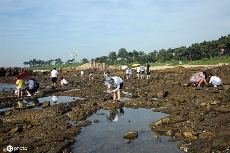 任家湾赶海时间?日照任家台赶海收费吗-图2 任家湾赶海时间?日照任家台赶海收费吗-图2