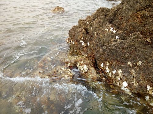 长岛可以赶海吗?烟台赶海收费吗-图2 长岛可以赶海吗?烟台赶海收费吗-图2