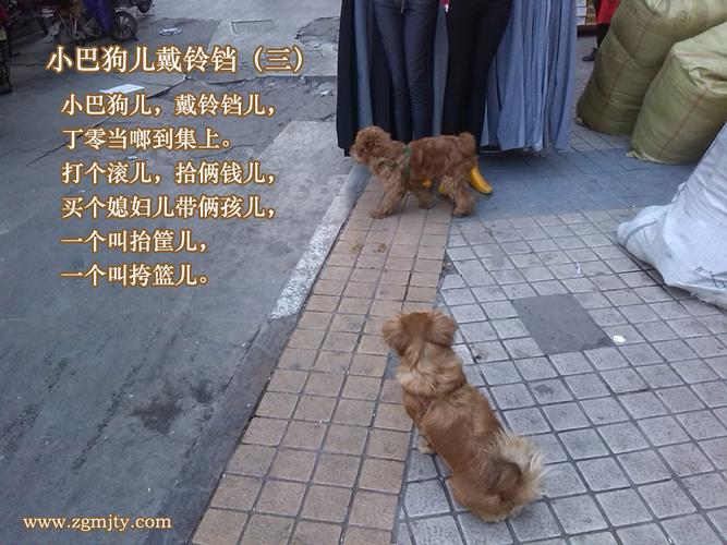 烟台哪有卖狗的.小巴狗?烟台十路收费-图2 烟台哪有卖狗的.小巴狗?烟台十路收费-图2