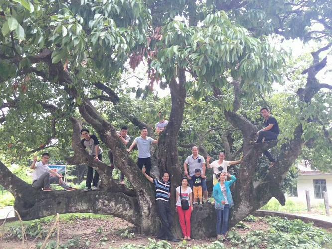 湛江哪里有荔枝园?交钱在里面任吃的那种?东坡岭荔枝园怎么收费-图2 湛江哪里有荔枝园?交钱在里面任吃的那种?东坡岭荔枝园怎么收费-图2