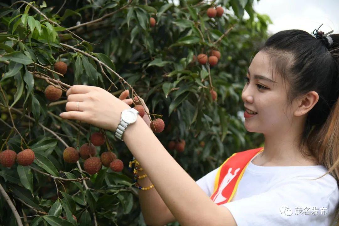 请问东莞哪里有付费摘荔枝的果场？东莞摘荔技怎么收费