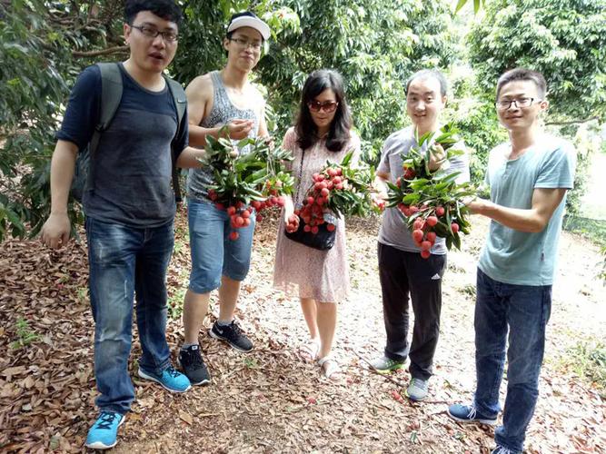 请问东莞哪里有付费摘荔枝的果场?东莞摘荔技怎么收费-图3 请问东莞哪里有付费摘荔枝的果场?东莞摘荔技怎么收费-图3