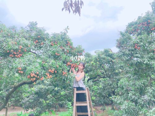东莞摘荔枝的地方?东莞摘荔枝怎么收费-图2 东莞摘荔枝的地方?东莞摘荔枝怎么收费-图2