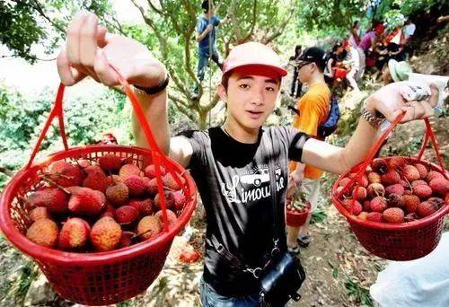 东莞摘荔枝的地方?东莞摘荔枝怎么收费-图3 东莞摘荔枝的地方?东莞摘荔枝怎么收费-图3