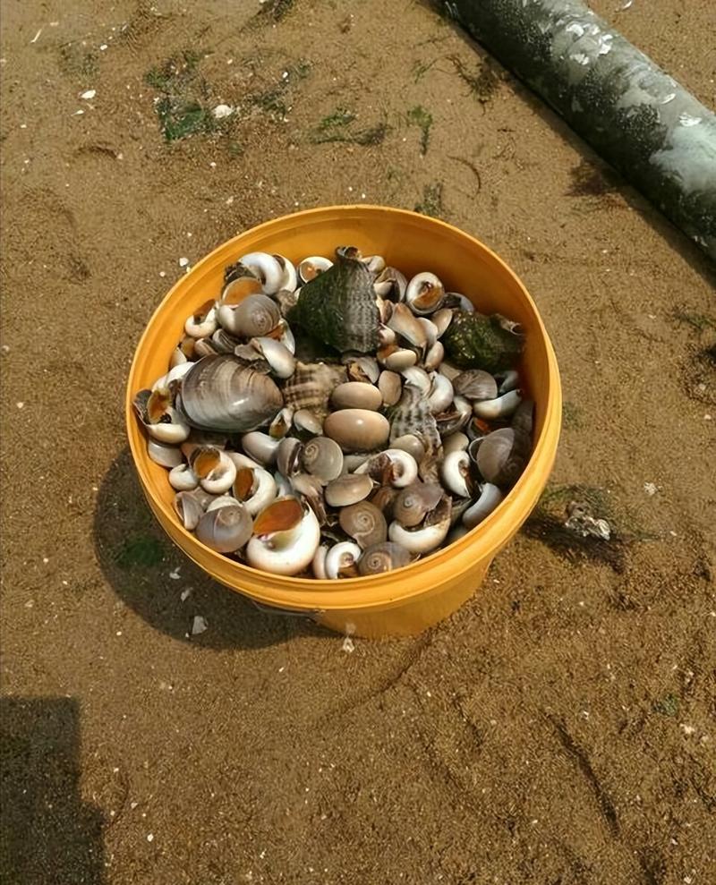 连云港赣榆区赶海捡海螺最佳地点是哪里?连云港赣榆海滩收费吗-图2 连云港赣榆区赶海捡海螺最佳地点是哪里?连云港赣榆海滩收费吗-图2