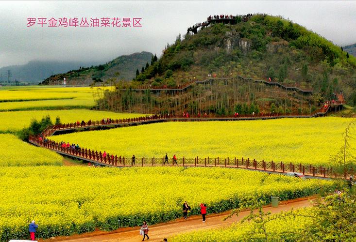 云南罗平油菜花要门票吗?罗平金鸡收费站图片-图3 云南罗平油菜花要门票吗?罗平金鸡收费站图片-图3