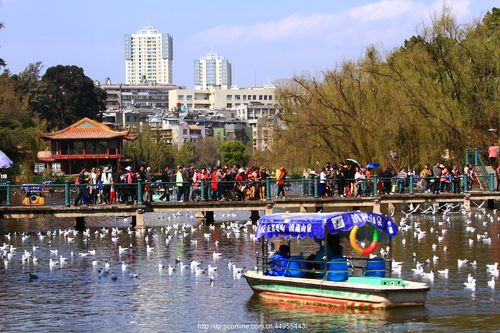 2021国庆节昆明免费公园?翠湖公园收费吗-图2 2021国庆节昆明免费公园?翠湖公园收费吗-图2